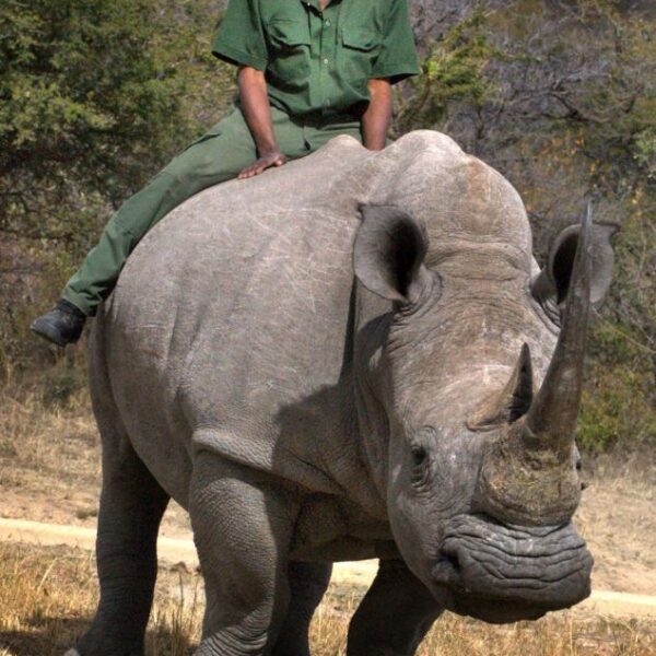 Notable variations between a tour guide and tour ranger in Tanzania