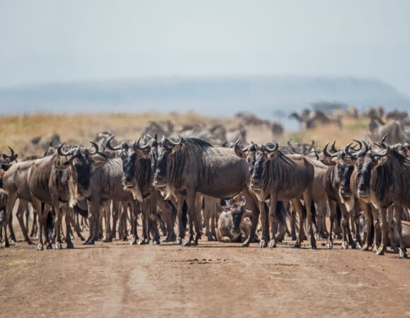 9-Day Migration River Crossing (Private Camping)