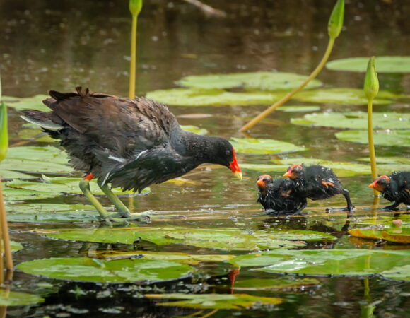 6 Days Tanzania Safari, Culture, Materuni activities(Budget Camping)