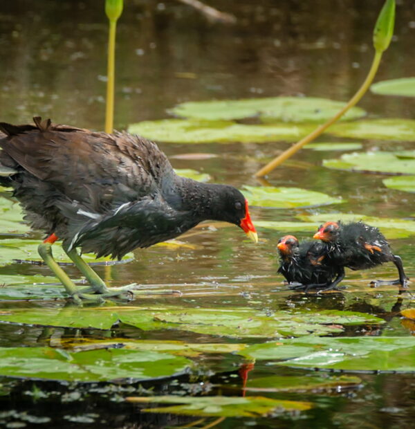 6 Days Tanzania Safari, Culture, Materuni activities(Budget Camping)