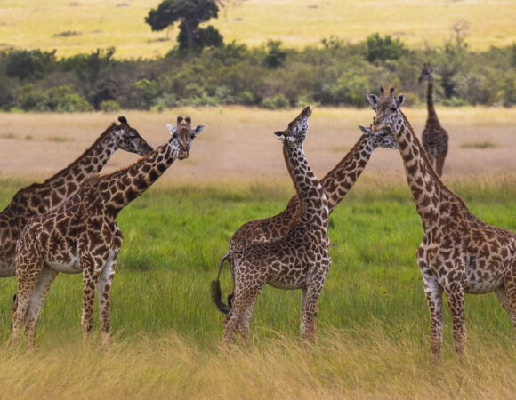 2 days safari to Tarangire and Ngorongoro crater (Shared safari)