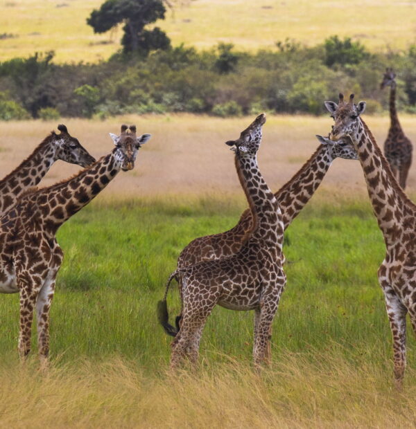 2 days safari to Tarangire and Ngorongoro crater (Shared safari)