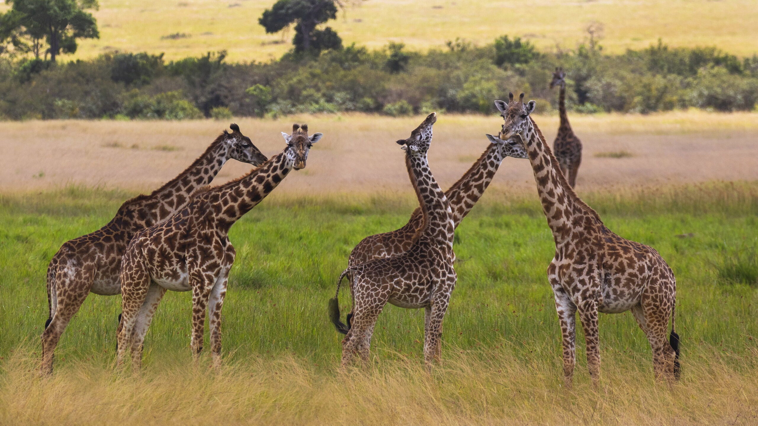 2 days safari to Tarangire and Ngorongoro crater (Shared safari)