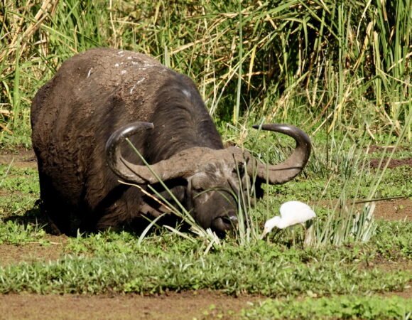 Day trip to Lake Manyara national park (Shared Safari)