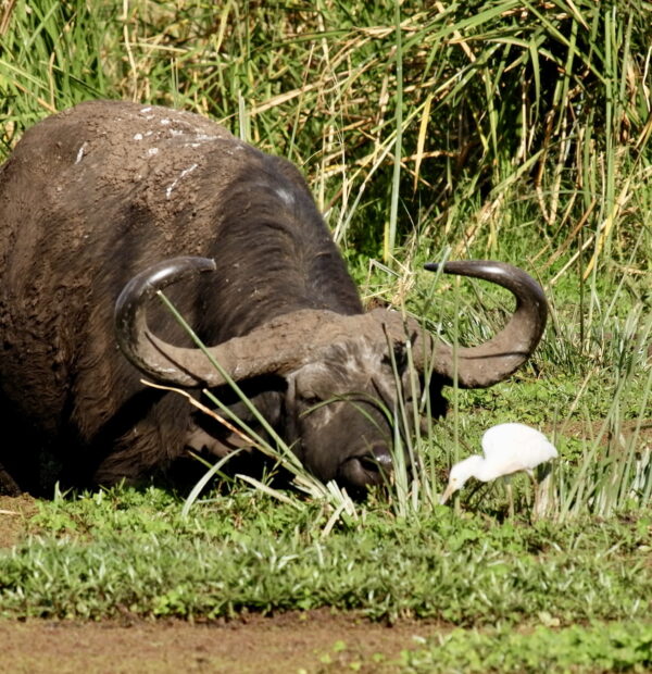 Day trip to Lake Manyara national park (Shared Safari)