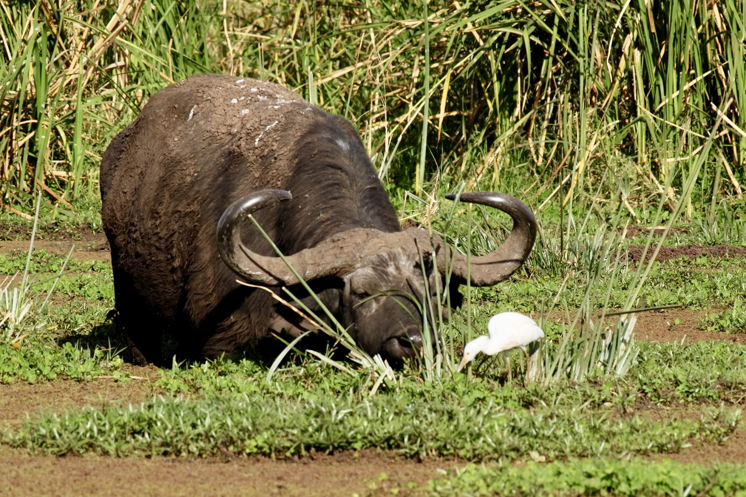 Day trip to Lake Manyara national park (Shared Safari)
