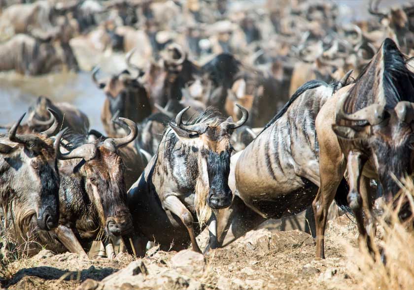 7 Days Mid Range Serengeti Migration