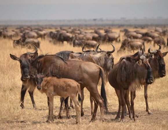 3 Days safari Serengeti & Ngorongoro crater(Private Camping)