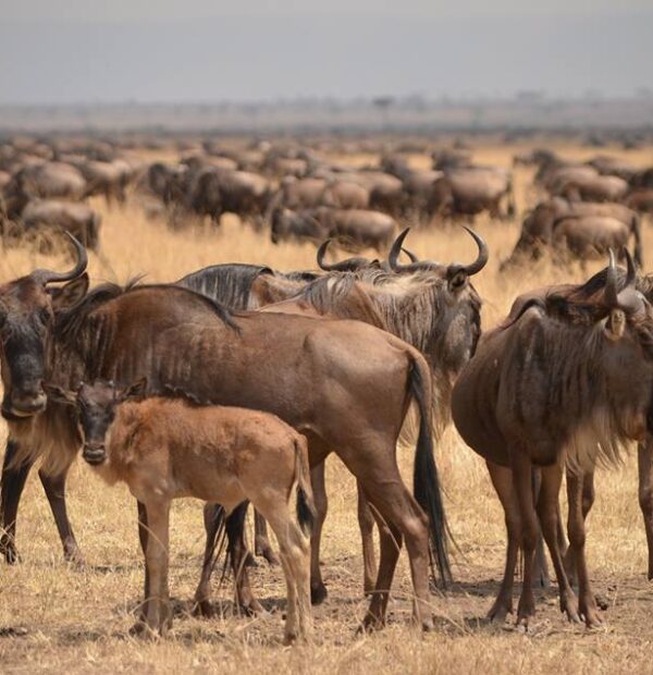 3 Days safari Serengeti & Ngorongoro crater(Private Camping)