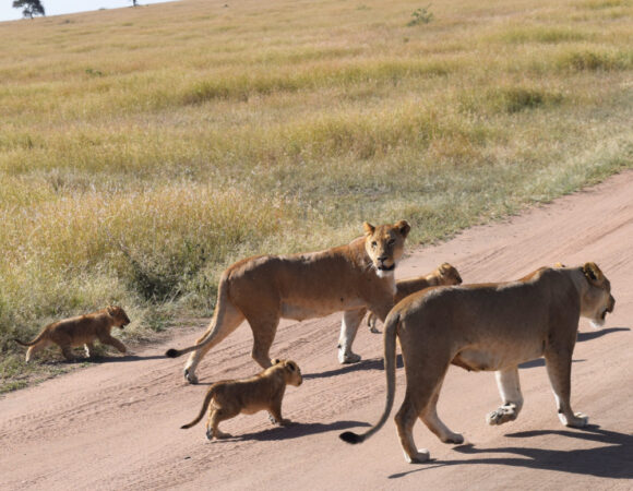 5-Day Safari Tarangire, Serengeti & Ngorongoro Crater(Private Lodge)