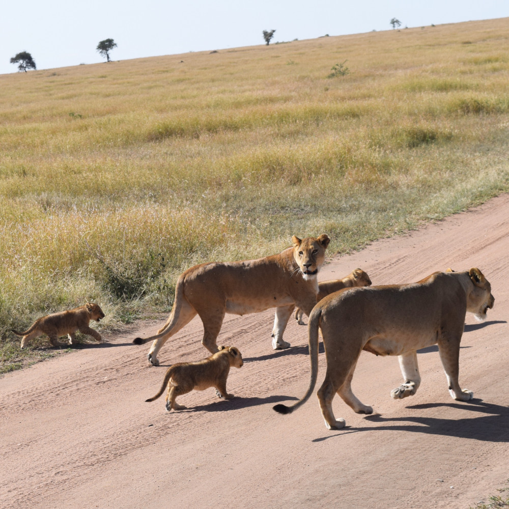 5-Day Safari Tarangire, Serengeti & Ngorongoro Crater(Private Lodge)