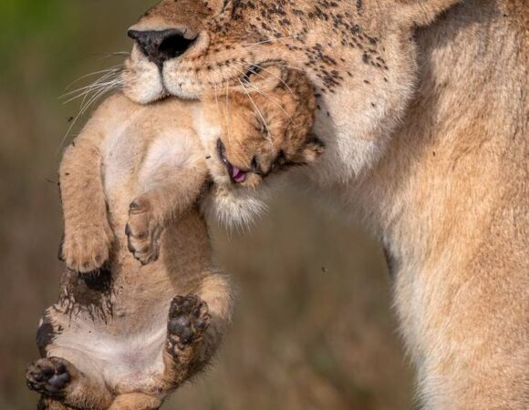 Selected facts about Serengeti national park in Tanzania.