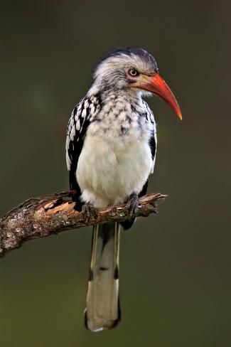 Hornbill