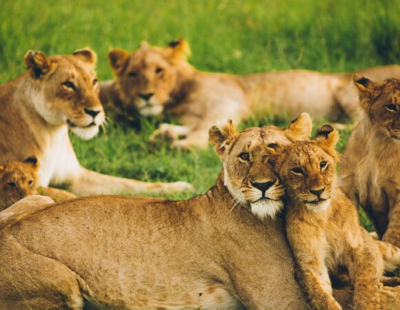 10-Day Safari & Cultural Activity in Kilimanjaro Region (Private Lodge)