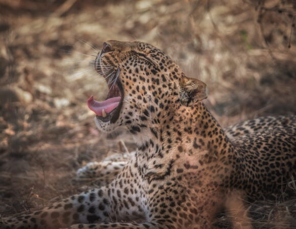 4 Days Tarangire ,Serengeti & Ngorongoro crater (Private Lodge safari)