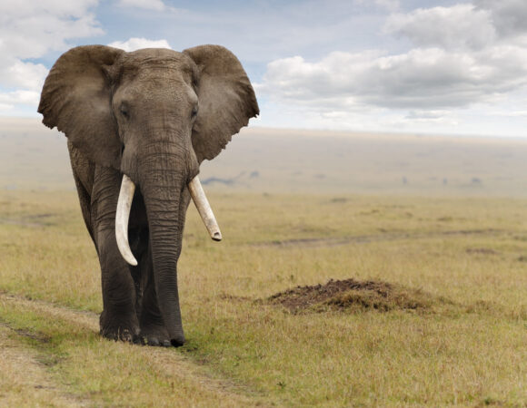 Day Trip Tarangire National Park (Shared)