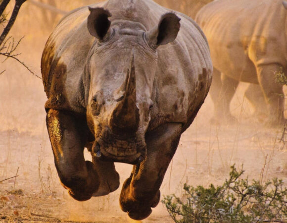 3 Days Serengeti & Ngorongoro crater (Private Lodge)