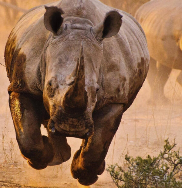 3 Days Serengeti & Ngorongoro crater (Private Lodge)