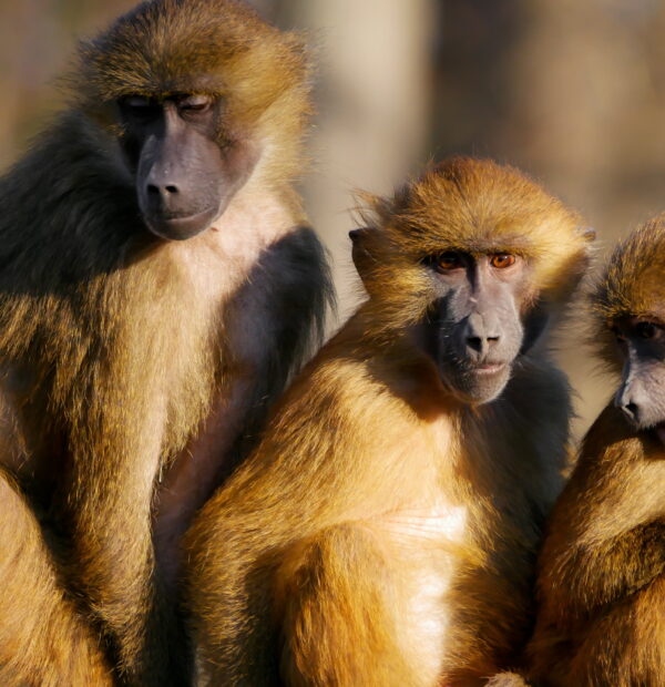 4 Days Serengeti, Ngorongoro Crater and Materuni Waterfall & Kikuletwa Hot Spring(Budget Camping)