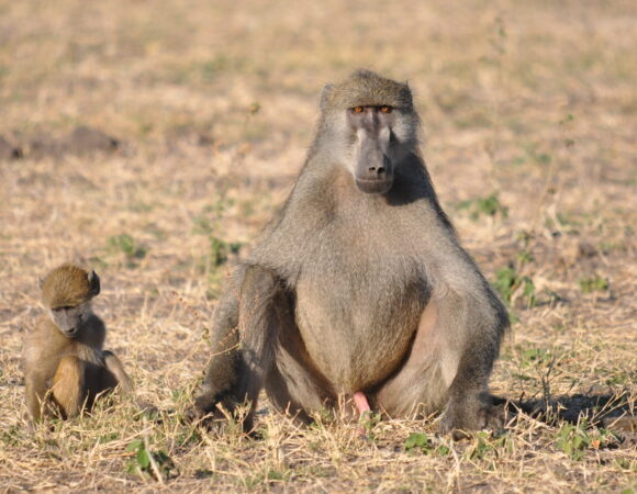 8-Day Spectacular Serengeti Migration(Private Camping)