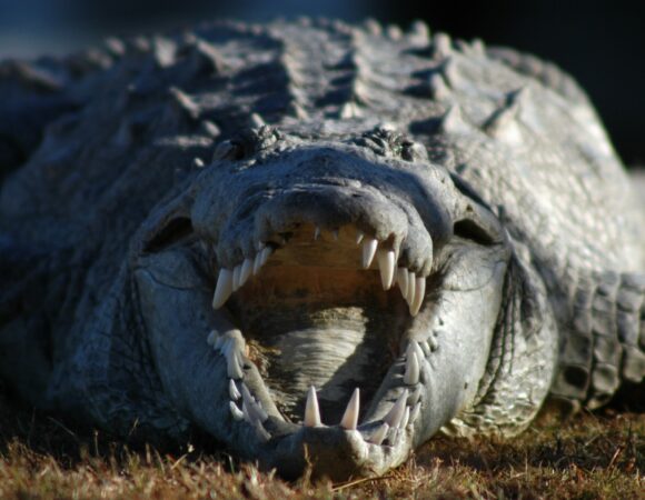 6 Days Safari, Culture, Materuni activities(Private Camping)