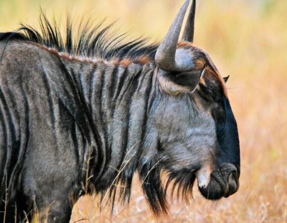 2 days safari to Tarangire and Ngorongoro crater (Private Camping)