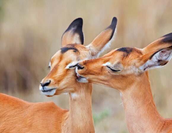 5 Days Tarangire, Serengeti, Lake Manyara and Ngorongoro Crater(Private Lodge)