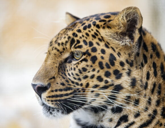 6 Days Safari, Culture, Materuni activities(Private Lodge)