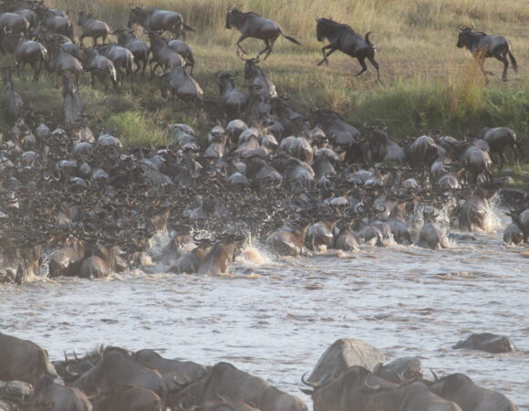 8-Day Migration River Crossing (Private lodge)