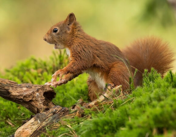 4 Days Serengeti, Ngorongoro Crater and Materuni Waterfall & Kikuletwa Hot Spring(Private Lodge)