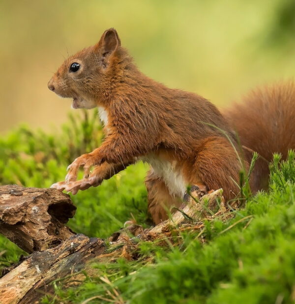 4 Days Serengeti, Ngorongoro Crater and Materuni Waterfall & Kikuletwa Hot Spring(Private Lodge)