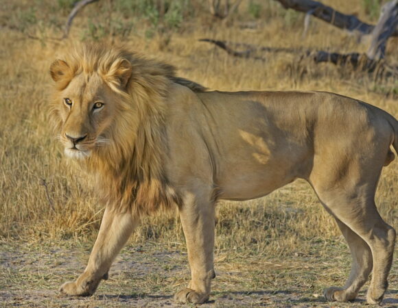 10-Day Safari & Cultural Activity in Kilimanjaro Region(Private lodge)