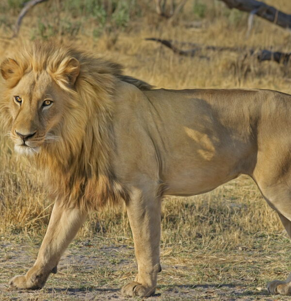 10-Day Safari & Cultural Activity in Kilimanjaro Region(Private lodge)