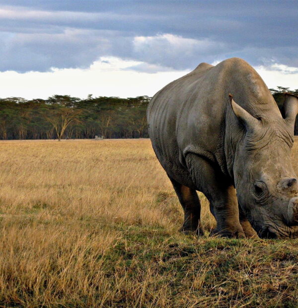 The Ngorongoro Crater Day trip