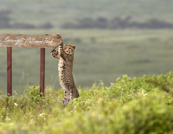 5 Days Tarangire, Serengeti, Lake Manyara and Ngorongoro Crater(Private Camping)