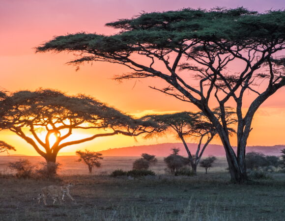 7-Day Tanzania Private Lodge Safari