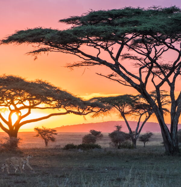 7-Day Tanzania Private Lodge Safari