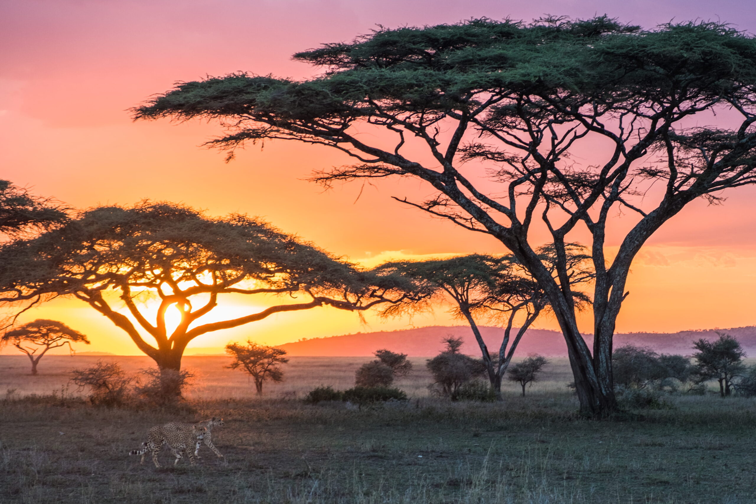 7-Day Tanzania Private Lodge Safari