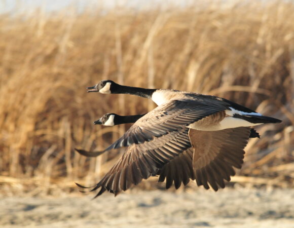 Tips on selecting the best birding trip in Tanzania.