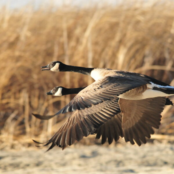 Tips on selecting the best birding trip in Tanzania.