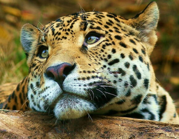 4 Days safari Tarangire ,Serengeti & Ngorongoro crater (Private Camping Safari)