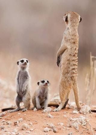 6 Days Safari to Serengeti National Park & Ngorongoro Crater.