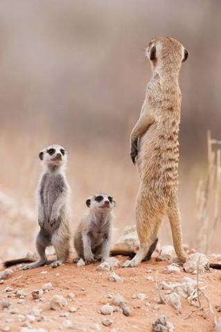 6 Days Safari to Serengeti National Park & Ngorongoro Crater.