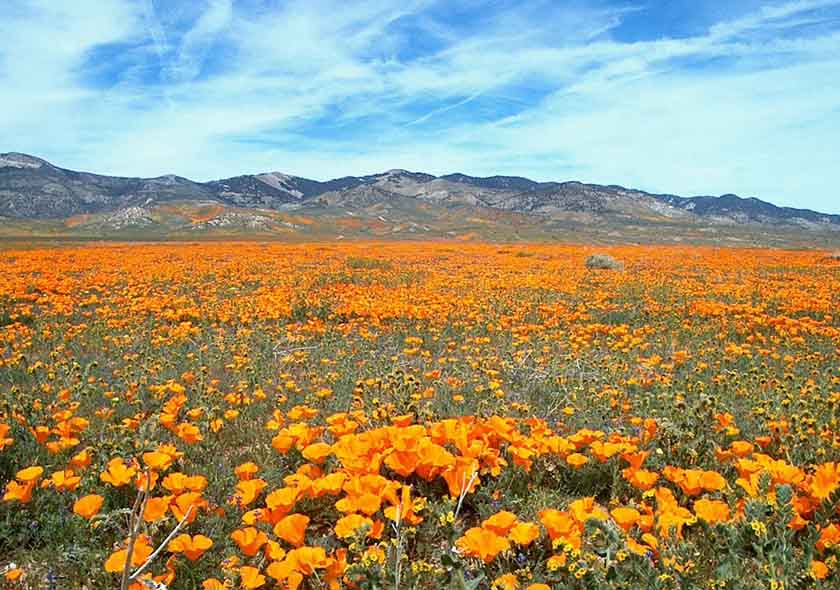 Kitulo National Park