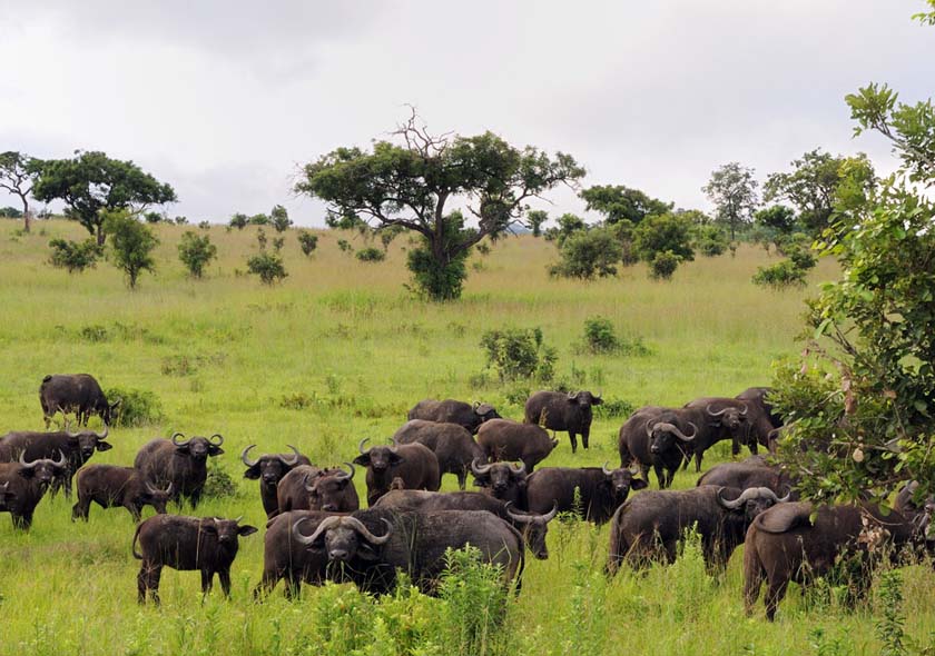 Mikumi National Parks