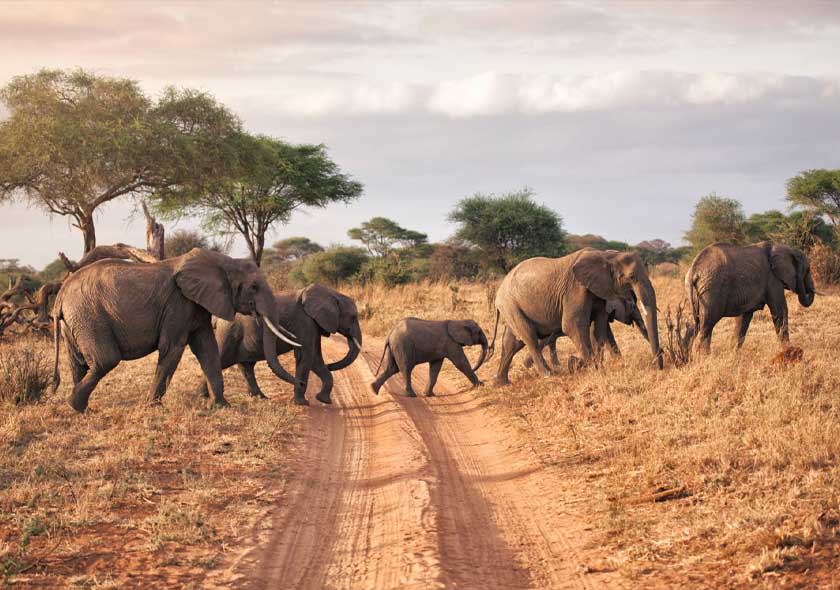 Tarangire National Park